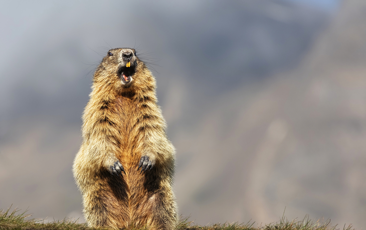 © marcin jucha/Shutterstock