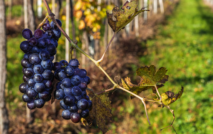 © Virrage Images/Shutterstock