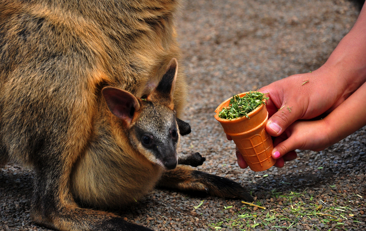 © AltairSe/Shutterstock