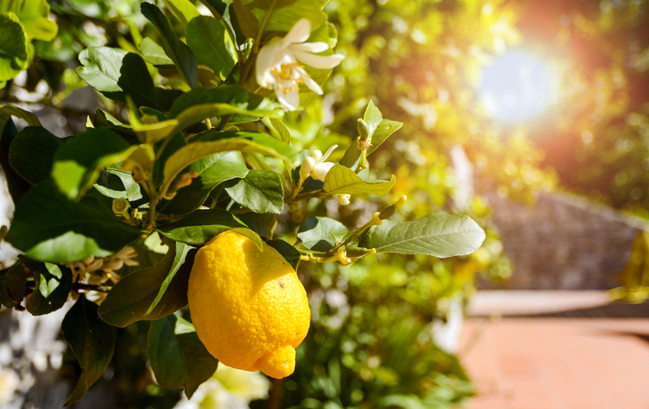 Küstenstadt mit bunten Häusern und blauem Meer im Hintergrund. - © IgorZh - stock.adobe.com