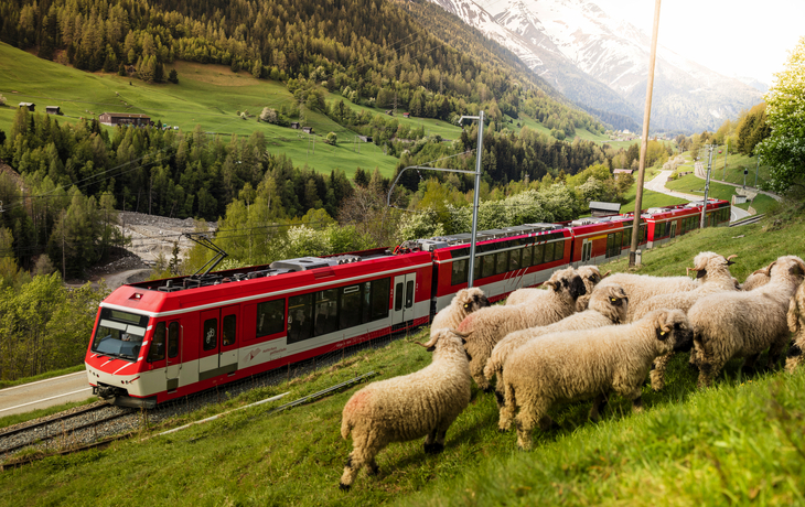 Schafe auf einer Wiese mit einem vorbeifahrenden rot-weißen Zug in einer Berglandschaft - © Gornergrat Bahn
